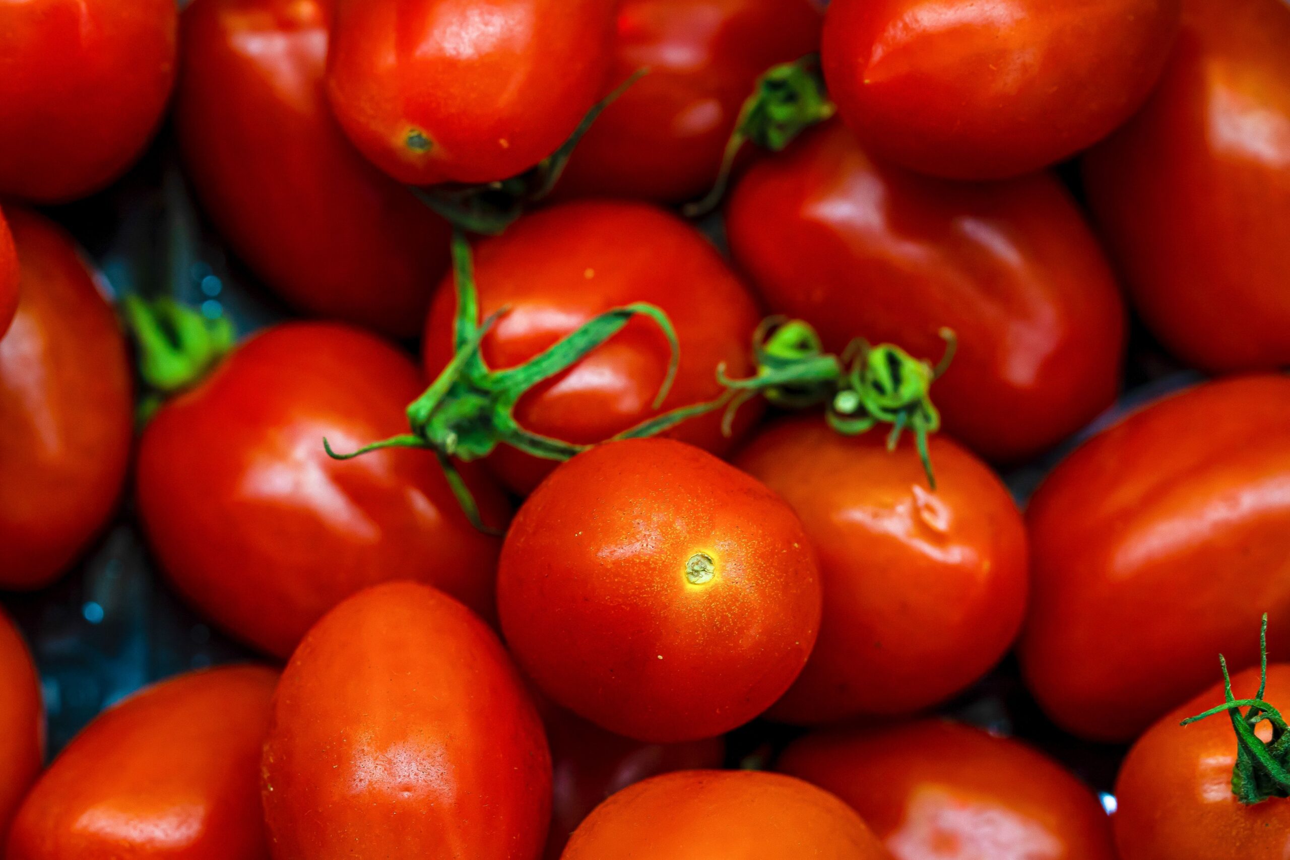 Fresh Tomatoes illustrative product photo